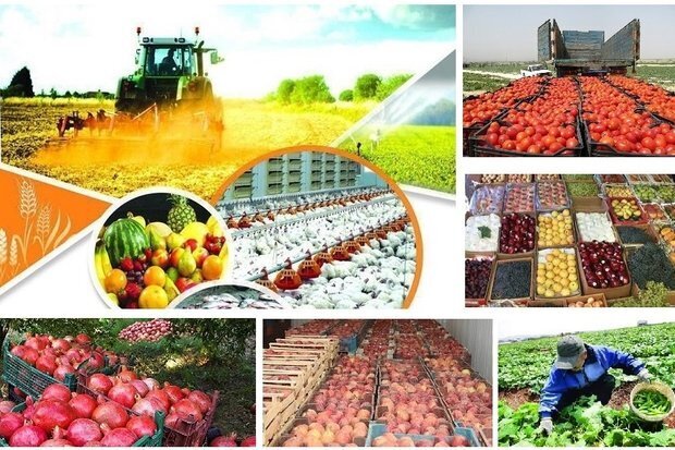 دلالان محصولات کشاورزی را ارزان میخرند و گران میفروشند